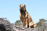 SHAR-PEI 569